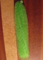 flash n slinky chartreuse